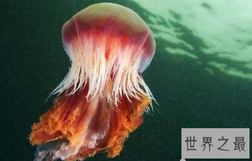 【图】北极霞水母——海底世界中最大的水母
