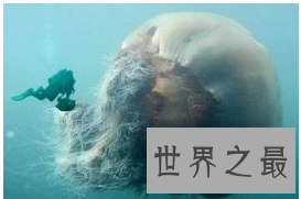 【图】北极霞水母——海底世界中最大的水母