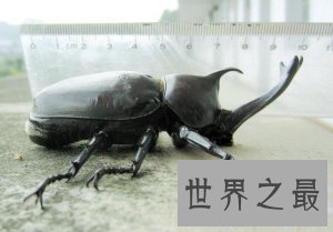 【图】人类的好冤家之屎壳郎图片赏析