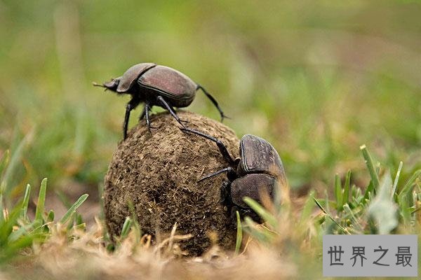 【图】人类的好冤家之屎壳郎图片赏析