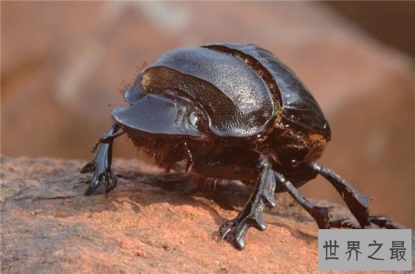 【图】人类的好冤家之屎壳郎图片赏析