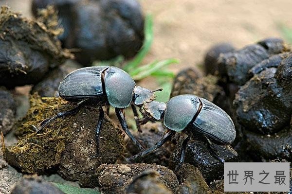 【图】人类的好冤家之屎壳郎图片赏析