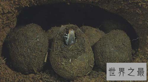 【图】人类的好冤家之屎壳郎图片赏析