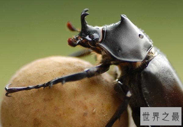 【图】人类的好冤家之屎壳郎图片赏析