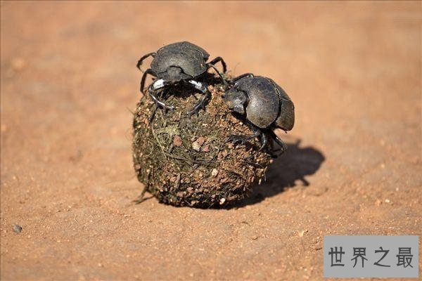 【图】人类的好冤家之屎壳郎图片赏析