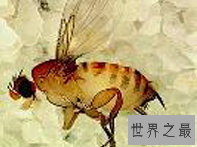 【图】动物界最恐惧僵尸现象——如行尸走肉的“僵尸