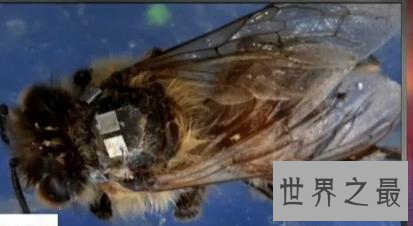 【图】动物界最恐惧僵尸现象——如行尸走肉的“僵尸