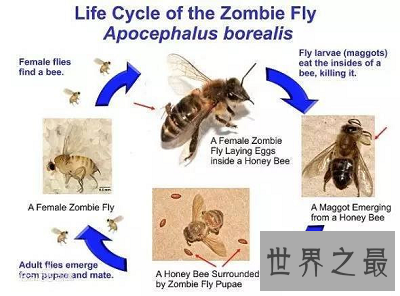 【图】动物界最恐惧僵尸现象——如行尸走肉的“僵尸