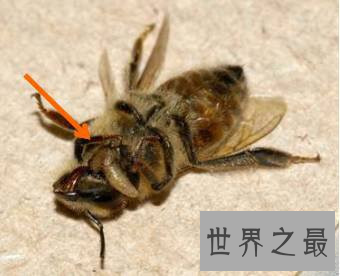 【图】动物界最恐惧僵尸现象——如行尸走肉的“僵尸