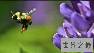 【图】动物界最恐惧僵尸现象——如行尸走肉的“僵尸