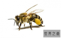 【图】动物界最恐怖僵尸现象——如行尸走肉的“僵尸