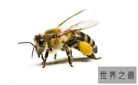 【图】动物界最恐惧僵尸现象——如行尸走肉的“僵尸