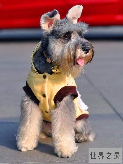 【图】最常见的狗的品种大全——总有一款萌翻你