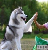【图】最常见的狗的品种大全——总有一款萌翻你