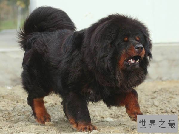 【图】最常见的狗的品种大全——总有一款萌翻你