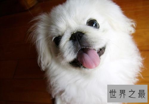 【图】最常见的狗的品种大全——总有一款萌翻你