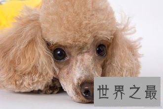 【图】最常见的狗的品种大全——总有一款萌翻你