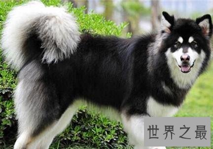 【图】最常见的狗的品种大全——总有一款萌翻你