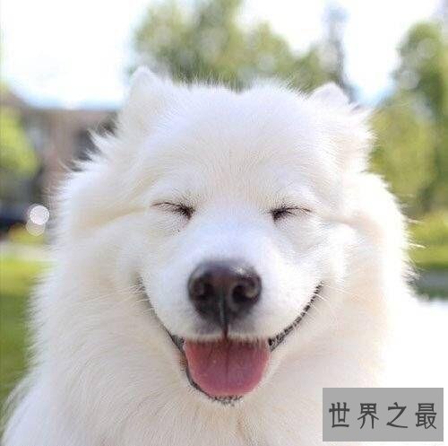 【图】最常见的狗的品种大全——总有一款萌翻你