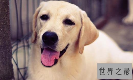 【图】最常见的狗的品种大全——总有一款萌翻你