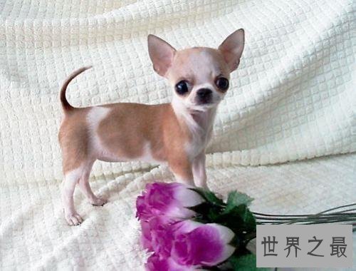 【图】最常见的狗的品种大全——总有一款萌翻你