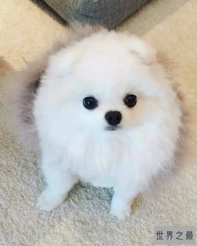 【图】最常见的狗的品种大全——总有一款萌翻你