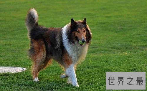 【图】最常见的狗的品种大全——总有一款萌翻你