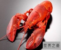 【图】最大的骗局——波士顿龙虾它竟然是个骗子！
