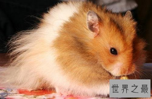 【图】最全养宠必备知识点——关于金丝熊吃什么