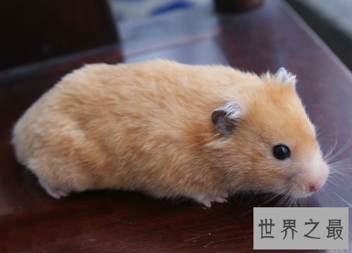 【图】最全养宠必备知识点——关于金丝熊吃什么