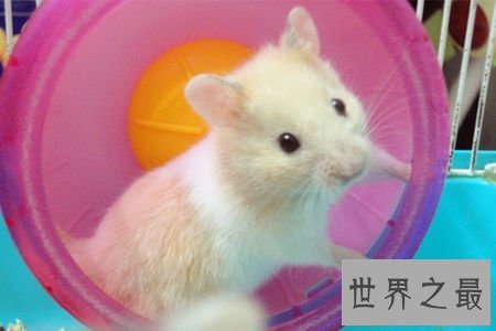 【图】最全养宠必备知识点——关于金丝熊吃什么