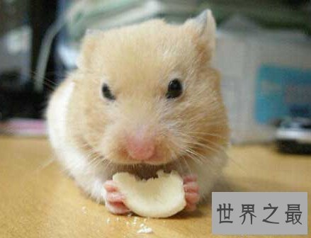 【图】最全养宠必备知识点——关于金丝熊吃什么