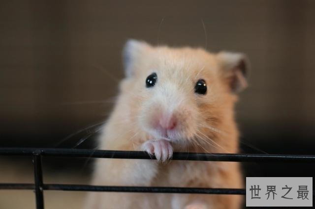 【图】最全养宠必备知识点——关于金丝熊吃什么