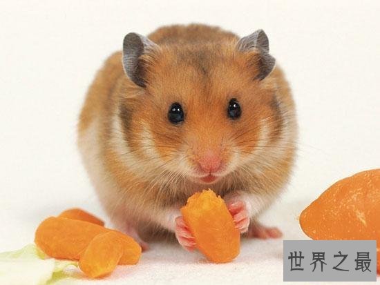 【图】最全养宠必备知识点——关于金丝熊吃什么