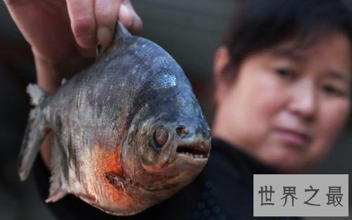 【图】“蛋蛋”被鱼咬伤的两名男子，成就了“切蛋鱼