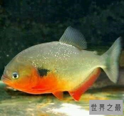 【图】“蛋蛋”被鱼咬伤的两名男子，成就了“切蛋鱼