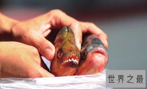 【图】“蛋蛋”被鱼咬伤的两名男子，成就了“切蛋鱼