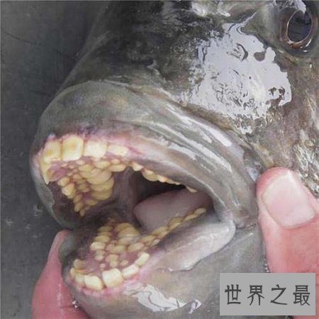 【图】“蛋蛋”被鱼咬伤的两名男子，成就了“切蛋鱼