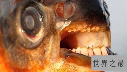 【图】“蛋蛋”被鱼咬伤的两名男子，成就了“切蛋鱼