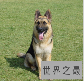 【图】什么狗最聪明？狗狗智商排行榜来袭