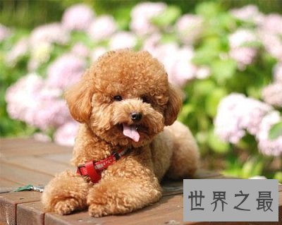 【图】什么狗最聪明？狗狗智商排行榜来袭