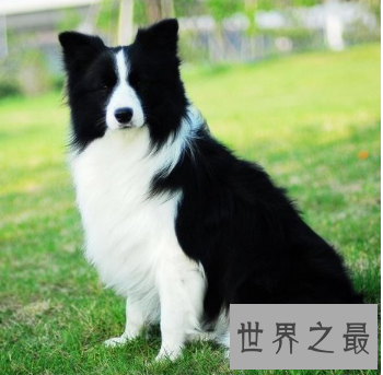 【图】什么狗最聪明？狗狗智商排行榜来袭