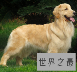 【图】什么狗最聪明？狗狗智商排行榜来袭