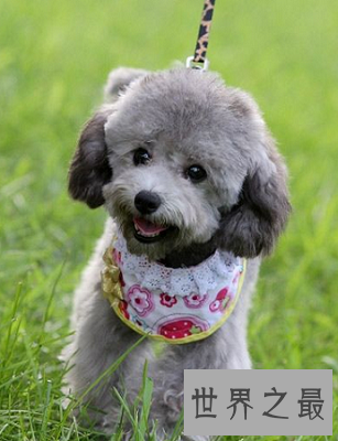 【图】什么狗最聪明？狗狗智商排行榜来袭