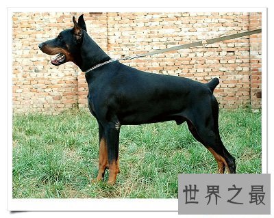 【图】什么狗最聪明？狗狗智商排行榜来袭