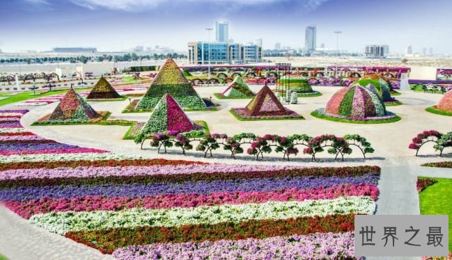 世界上最大的花园 4500万枝花打造沙漠花园