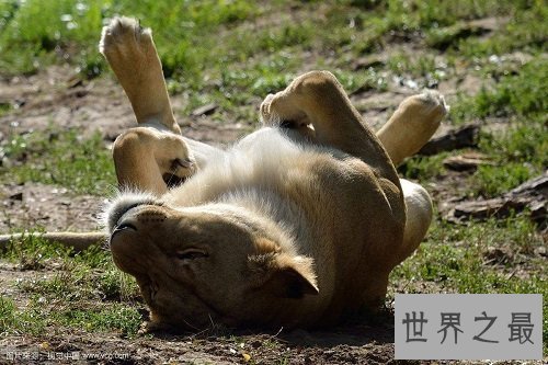 【图】消失的王者——巴巴里狮，它们的遭逢竟如此悲