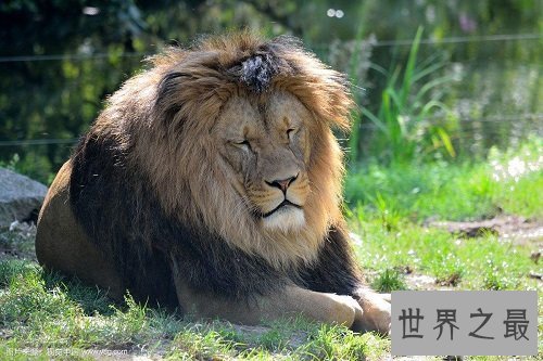 【图】消失的王者——巴巴里狮，它们的遭逢竟如此悲