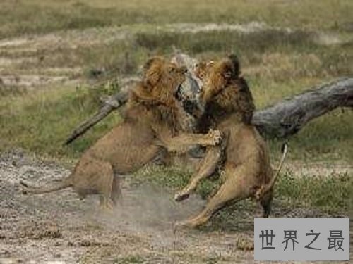 【图】消失的王者——巴巴里狮，它们的遭逢竟如此悲