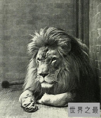 【图】消失的王者——巴巴里狮，它们的遭逢竟如此悲